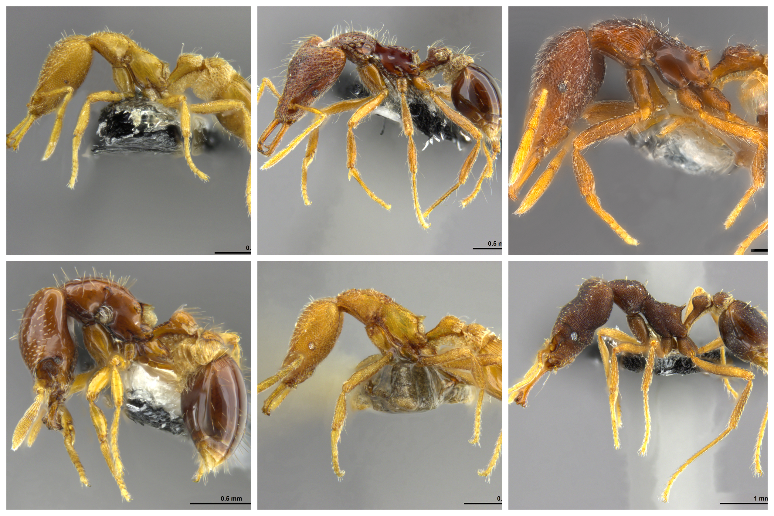 ウロコアリ属の新種6種 | 沖縄科学技術大学院大学（OIST）